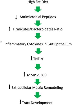 Hidradenitis Suppurativa and 1-Carbon Metabolism: Role of Gut Microbiome, Matrix Metalloproteinases, and Hyperhomocysteinemia